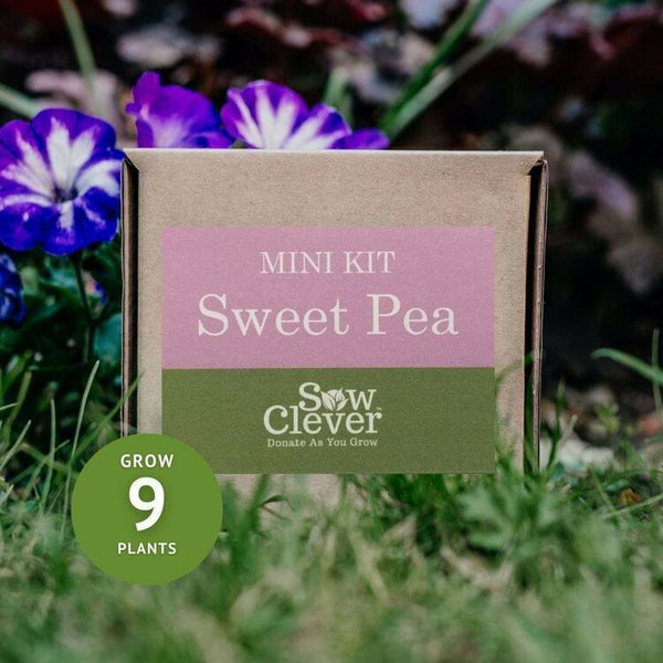 Sow Clever Grow Your Own Sweet Pea Mini Kit