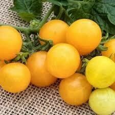 Sow Clever Grow Your Own Yellow Cherry Tomato Mini Kit